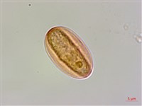 溪頭秋海棠藏品圖，第3張