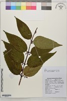 錐花蕕藏品圖，第1張
