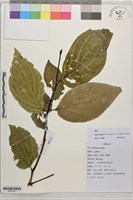 麻根藏品圖，第1張