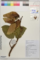 登錄號:S203709藏品圖，第1張