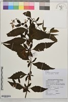 廬山香科藏品圖，第1張