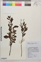 登錄號:S203719藏品圖，第1張