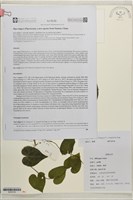 麻根藏品圖，第2張