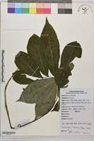 斑龍芋藏品圖，第1張