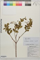 瀾滄蕘花藏品圖，第1張