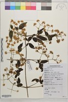 細木通藏品圖，第1張
