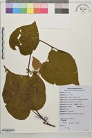 搭棚藤藏品圖，第1張