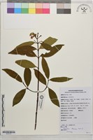 景東山橙藏品圖，第1張