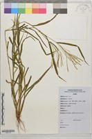 登錄號:S203739藏品圖，第1張