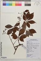 西疇崖爬藤藏品圖，第1張