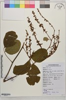 巴豆藤藏品圖，第1張