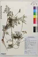 多裂葉水芹藏品圖，第1張