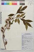 雲南柳藏品圖，第1張
