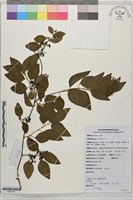 木防己藏品圖，第1張