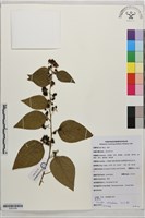 木防己藏品圖，第1張