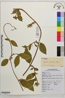 雲南匙羹藤藏品圖，第1張