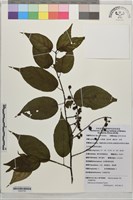 中國旌節花藏品圖，第1張