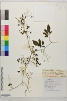 絞股藍藏品圖，第1張