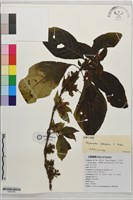 毛脈火焰花藏品圖，第1張