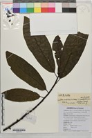 大香葉樹藏品圖，第1張