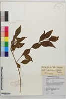登錄號:S203775藏品圖，第1張