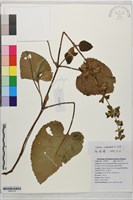 登錄號:S203776藏品圖，第1張