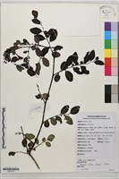 登錄號:S203778藏品圖，第1張