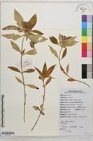 頭花龍膽藏品圖，第1張