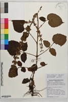 河南鼠尾草藏品圖，第1張