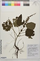 河南鼠尾草藏品圖，第1張