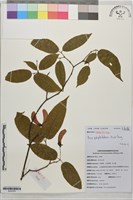 毛柄楓藏品圖，第1張