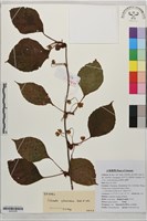 華中五味子藏品圖，第1張