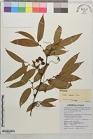 登錄號:S203803藏品圖，第1張