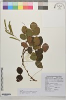宿苞豆藏品圖，第1張