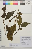 大葉刺籬木藏品圖，第1張