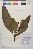 思茅黃肉楠藏品圖，第1張