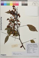 紅葉藤藏品圖，第1張