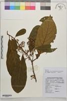 長蕊木姜子藏品圖，第1張