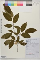 大花野茉莉藏品圖，第1張