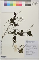 小紫黃芩藏品圖，第1張