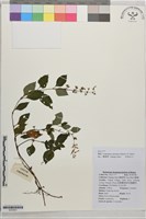 角花藏品圖，第1張