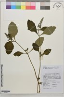 大籽筋骨草藏品圖，第1張