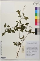 角花藏品圖，第1張