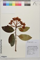 茶梨藏品圖，第1張