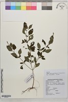 石薺薴藏品圖，第1張