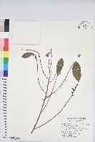 刺杜密藏品圖，第1張