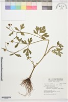 水辣菜、禺毛茛藏品圖，第1張