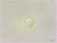 水麻藏品圖，第2張