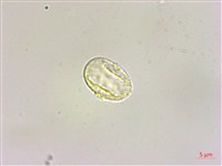 水麻藏品圖，第3張