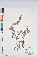 臺西大戟藏品圖，第1張